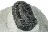 Bargain, Austerops Trilobite - Ofaten, Morocco #287541-3